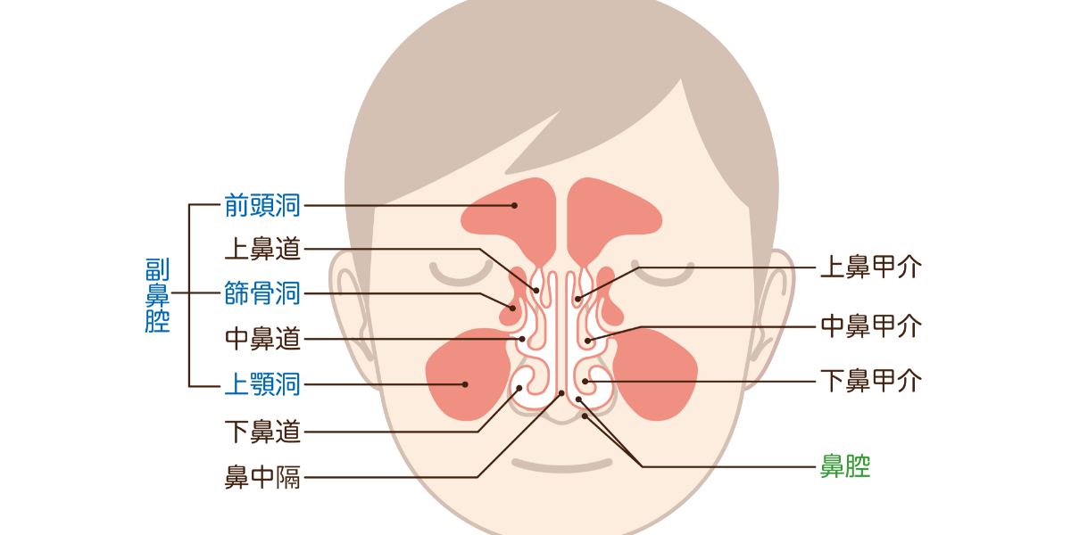 花粉症で頭痛が起きるのはなぜ？