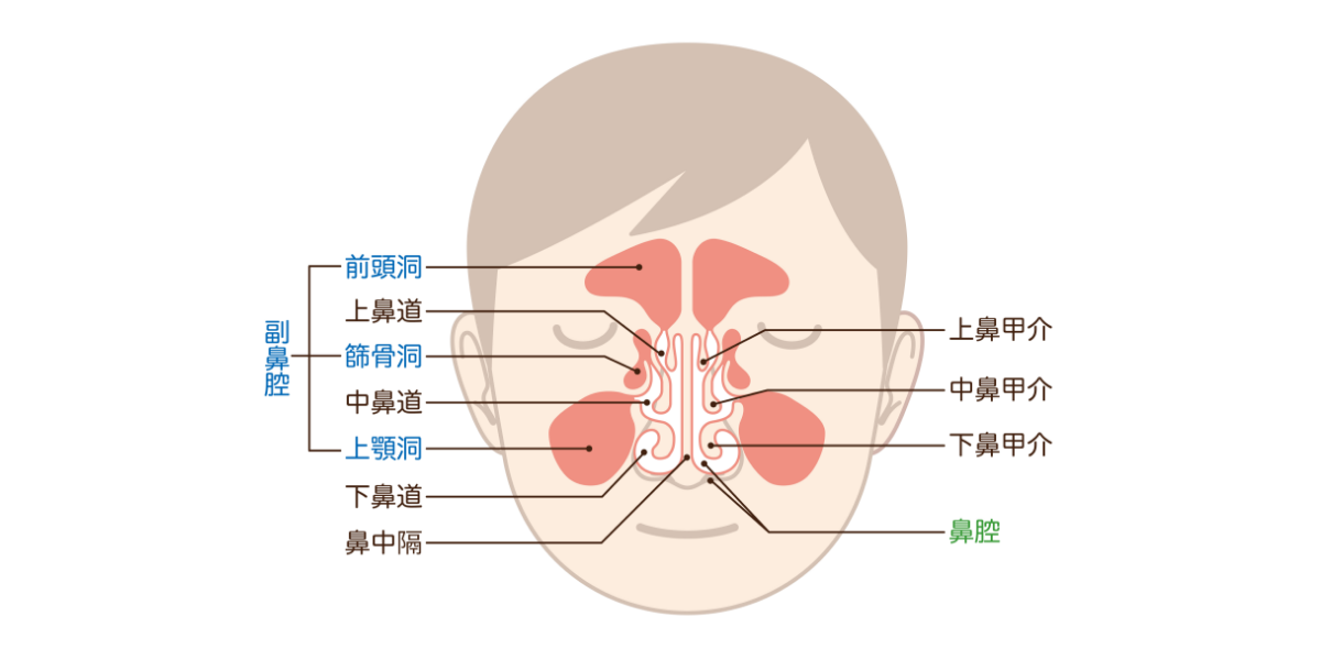 鼻水（鼻汁）が過剰に出る原因は？